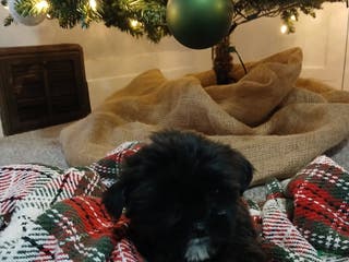 Shorkie dogs Bailey - Ad 19