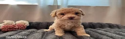 Miniature Poodle dogs for sale: Tippy - Ad 3