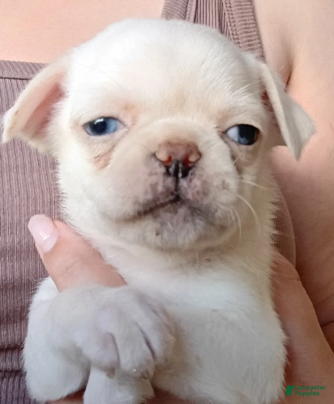 Pug dogs for sale: Jeff - Ad 1