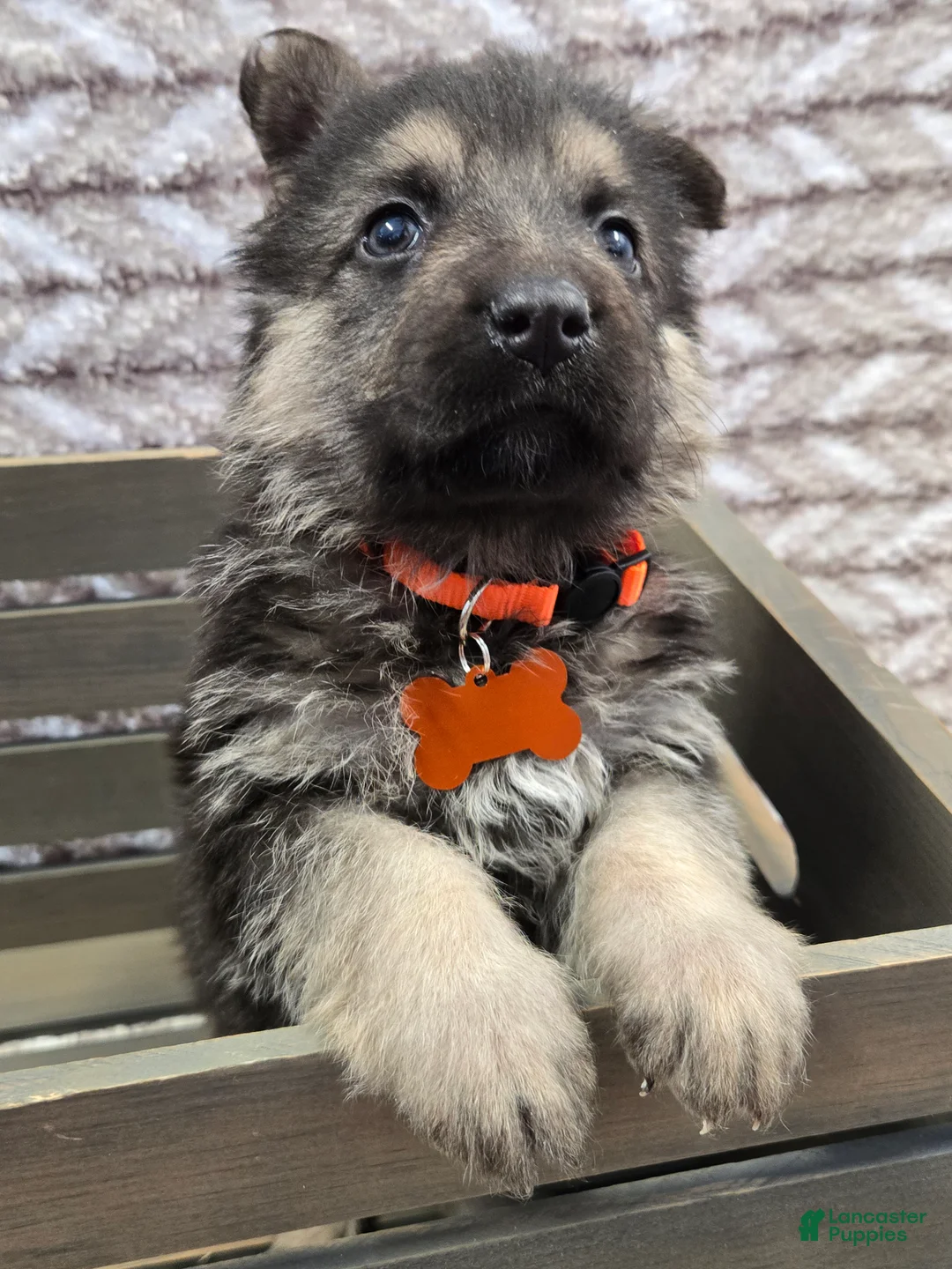 German Shepherd dogs for sale: Buddy - Ad 3