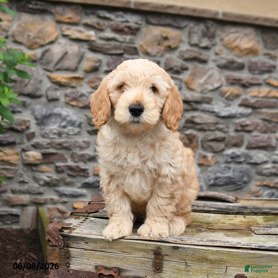 Mini Goldendoodle dogs Captian - Ad 1