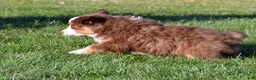 Miniature Australian Shepherd dogs for sale: Alex - Ad 9