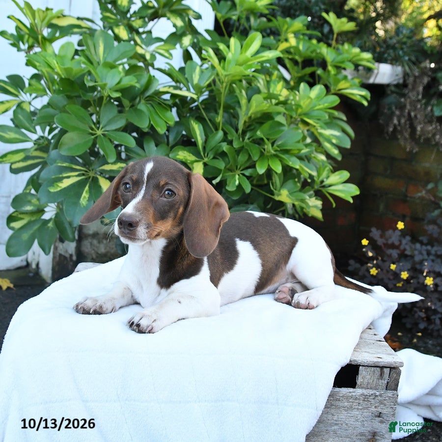 Miniature Dachshund dogs for sale: Bonnie - Ad 1