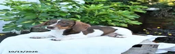 Miniature Dachshund dogs for sale: Bonnie - Ad 1