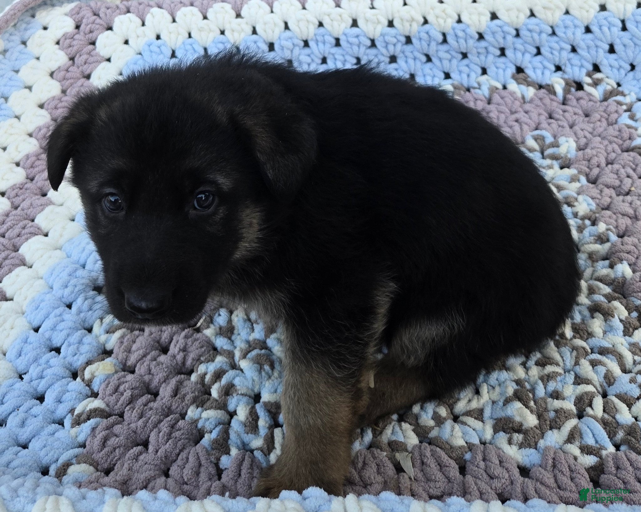 German Shepherd dogs Zeus - Ad 1