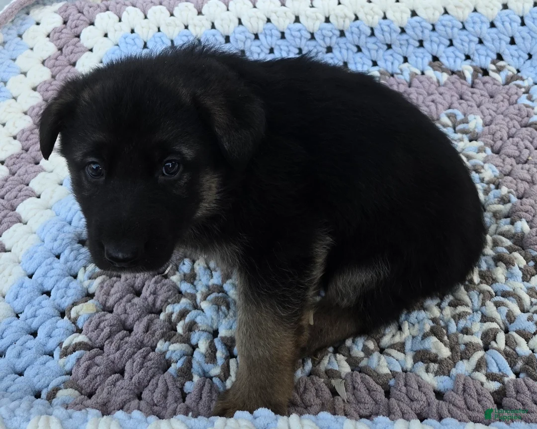 German Shepherd dogs for sale: Zeus - Ad 1