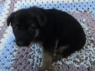 German Shepherd dogs for sale: Zeus - Ad 1