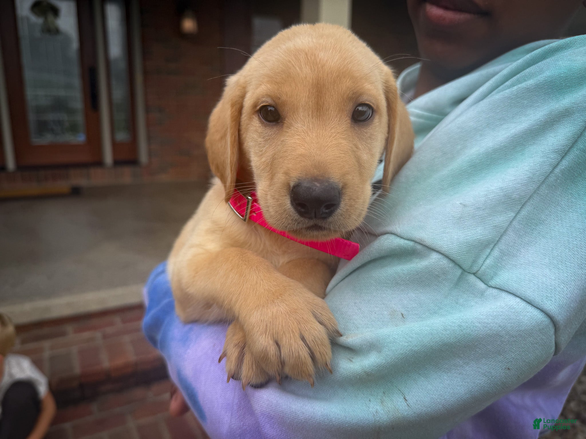 Labrador Retriever dogs Pearl - Ad 1