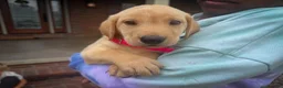 Labrador Retriever dogs for sale: Pearl - Ad 1