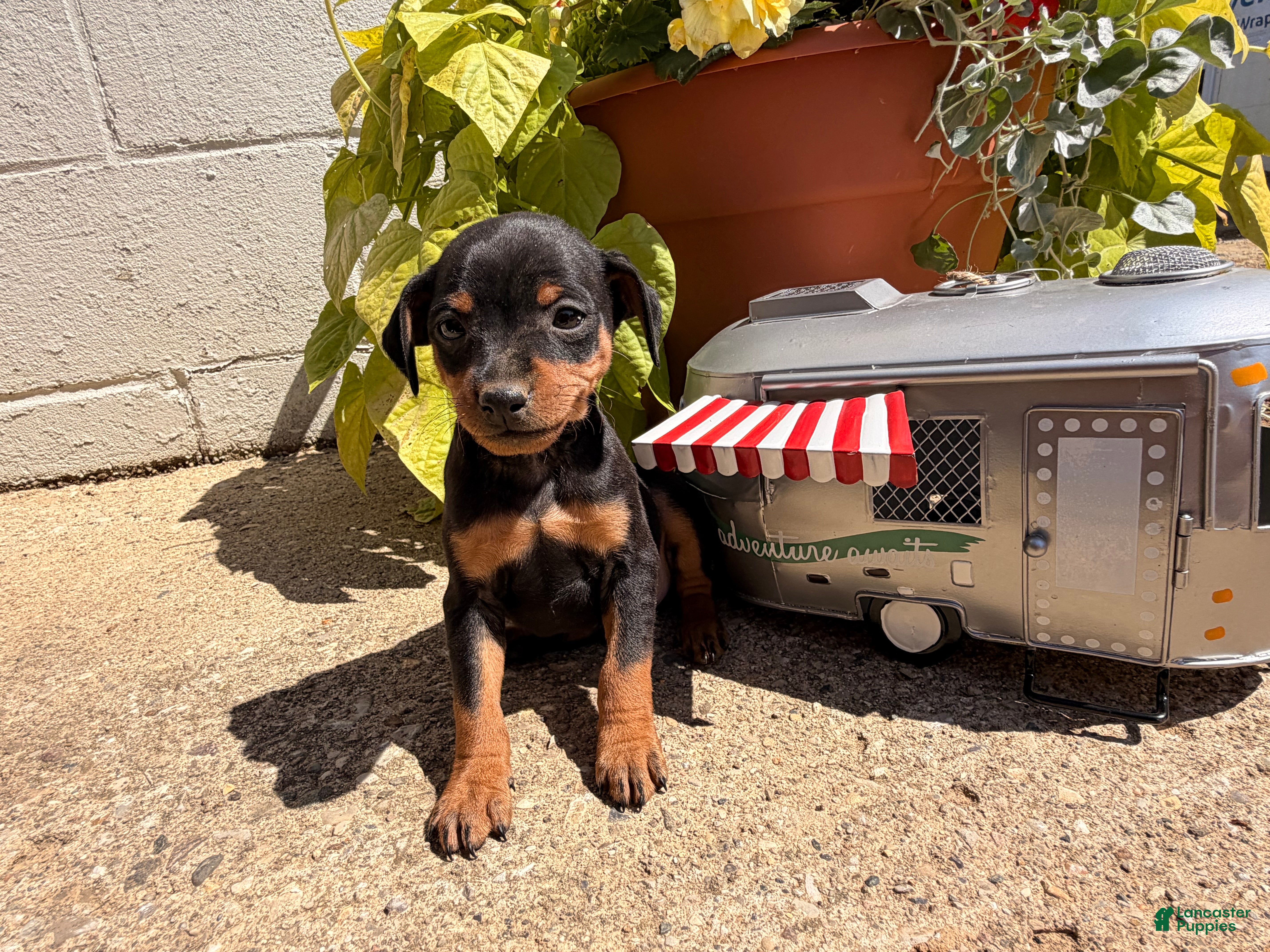 Miniature Pinscher dogs Jerry - Ad 2