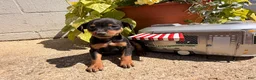 Miniature Pinscher dogs for sale: Jerry - Ad 2