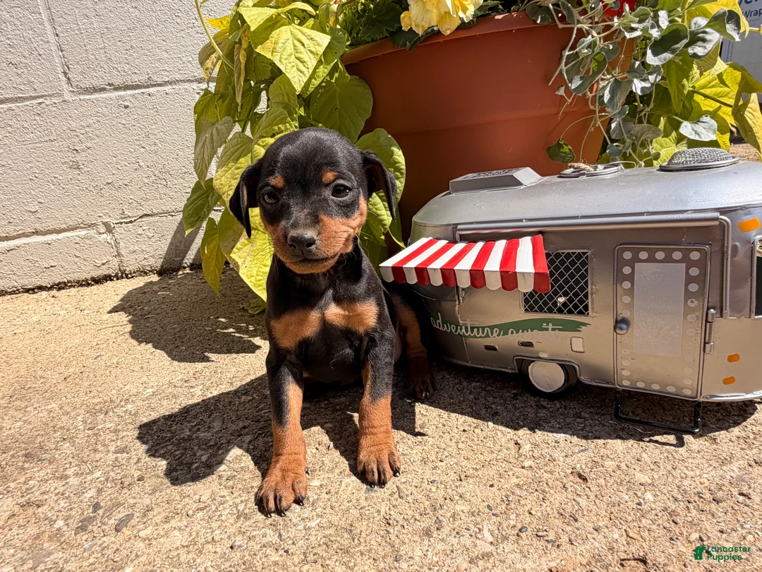 Miniature Pinscher dogs for sale: Jerry - Ad 2