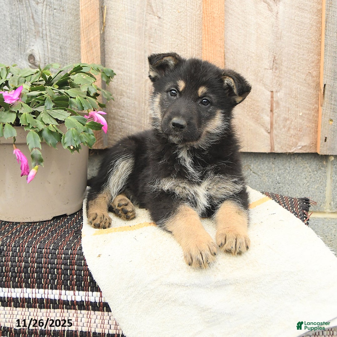 German Shepherd dogs for sale: Dakota - Ad 3