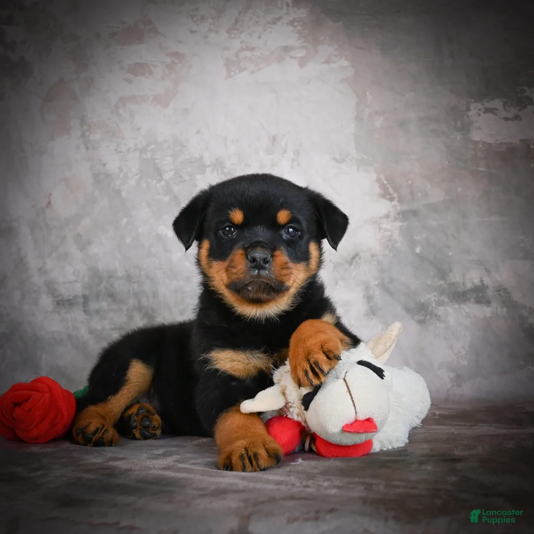 Rottweiler dogs for sale: Leo - Ad 1