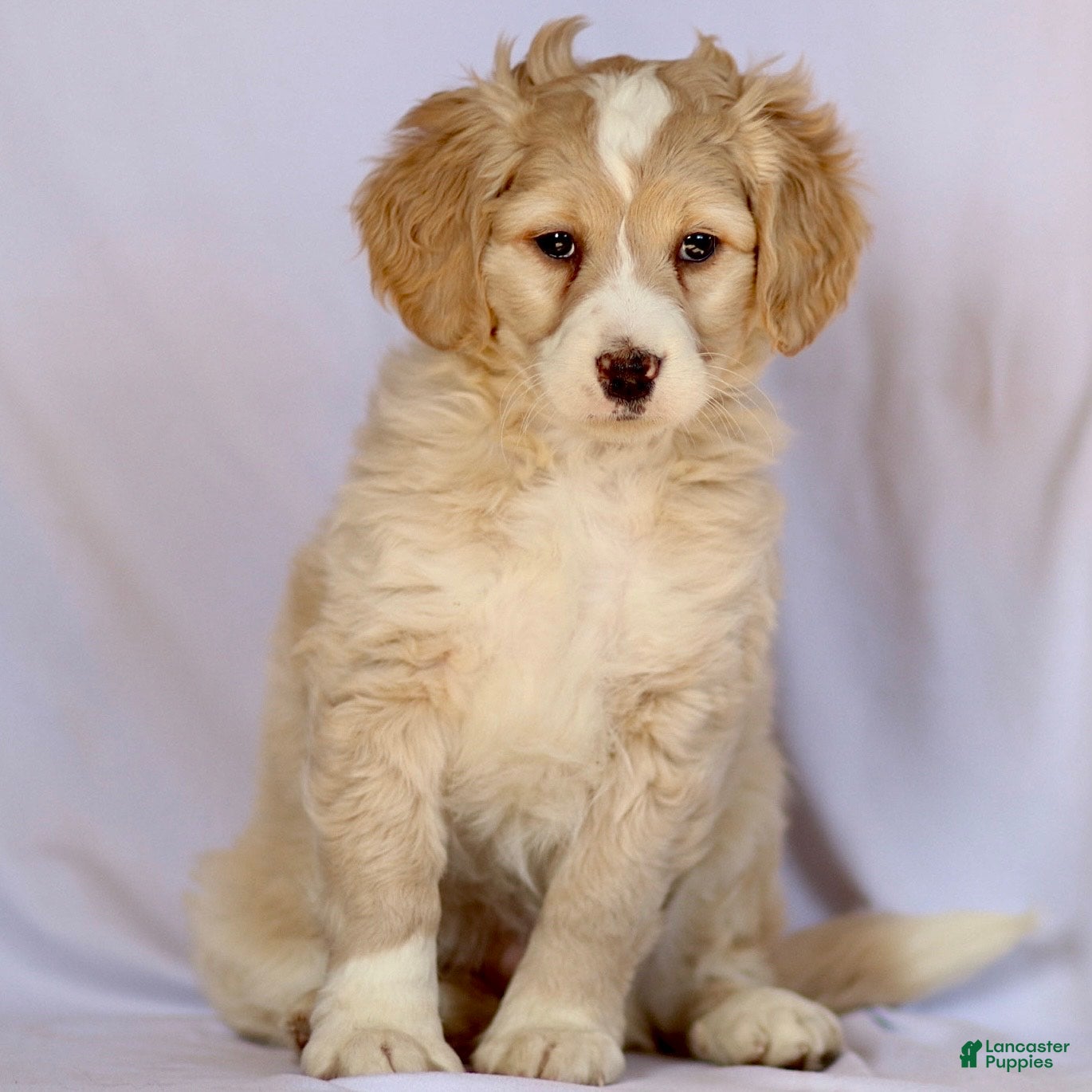 Mini Bernedoodle dogs Barney - Ad 1