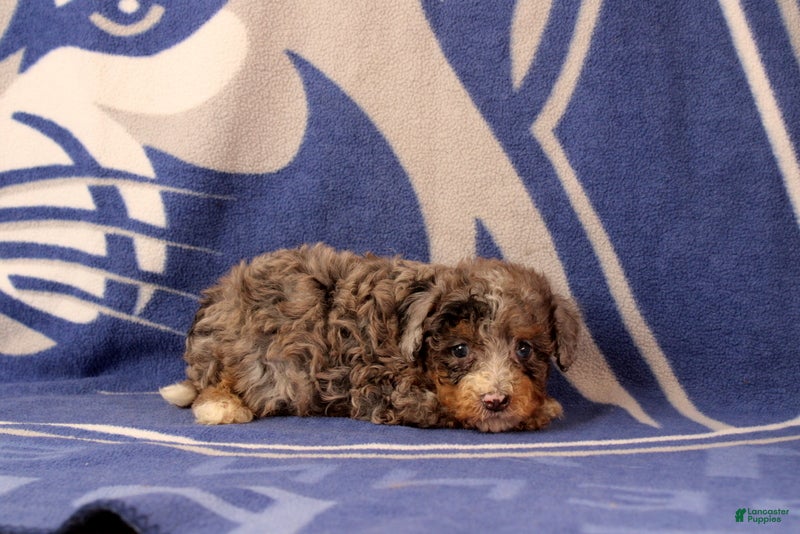 Mini Bernedoodle dogs Elliot - Ad 2