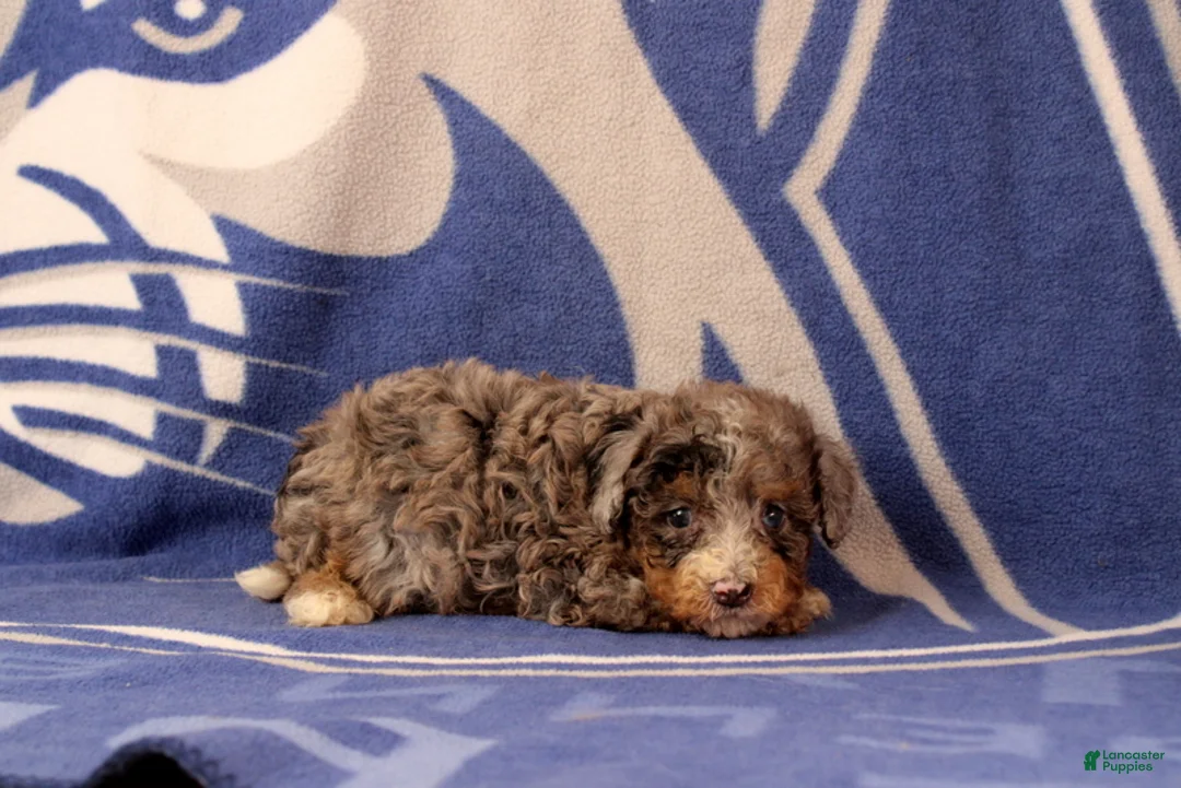 Mini Bernedoodle dogs for sale: Elliot - Ad 2