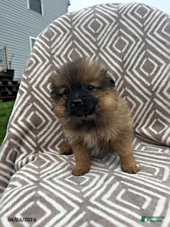 Pomeranian dogs Chop - Ad 1