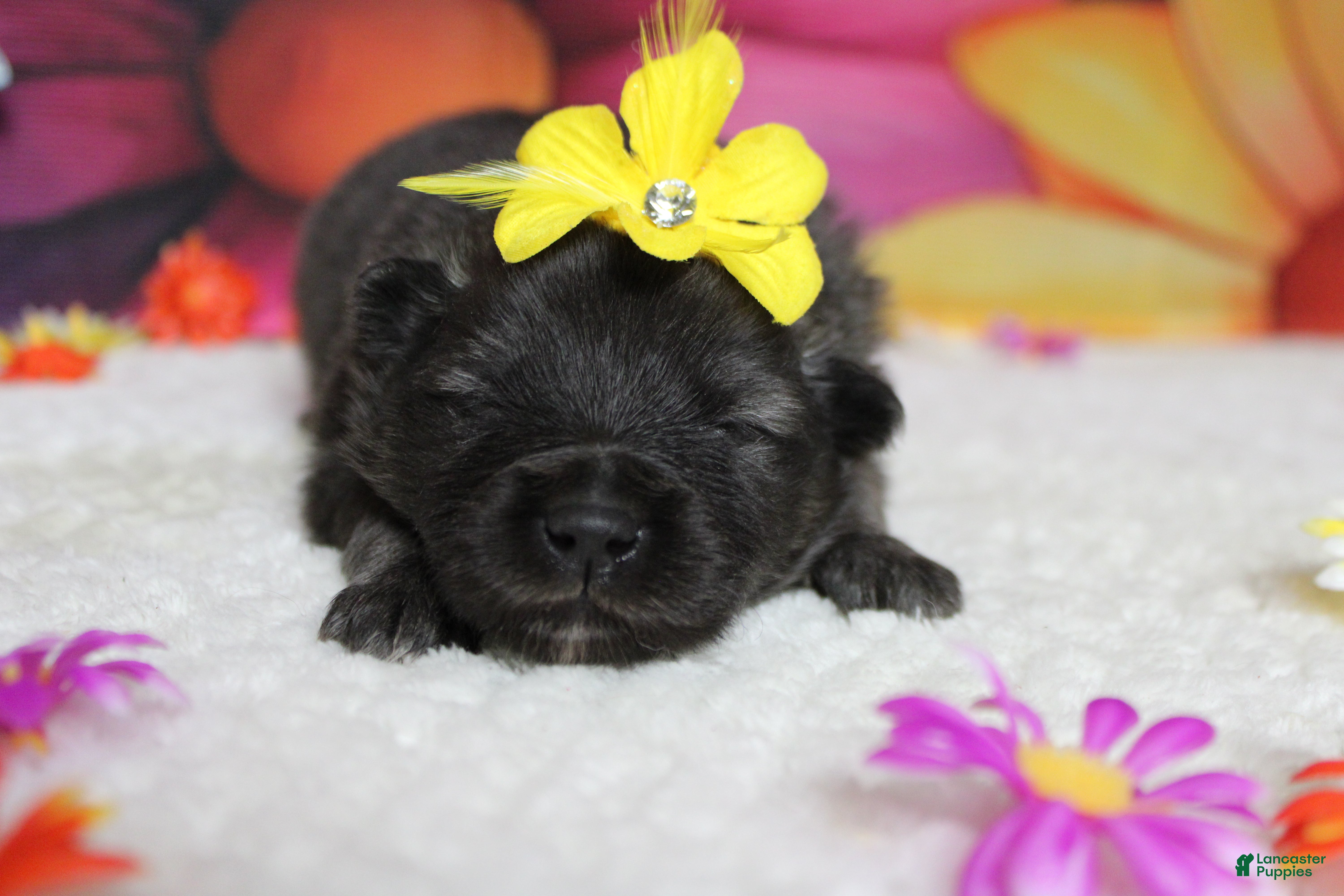 Keeshond dogs Anna - Ad 11