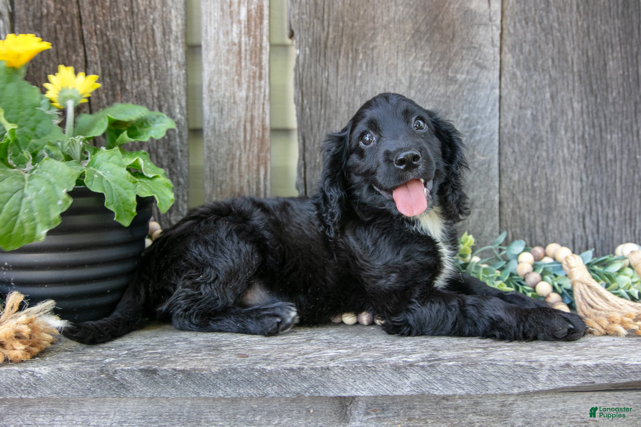 English Cocker Spaniel dogs Spencer - Ad 2