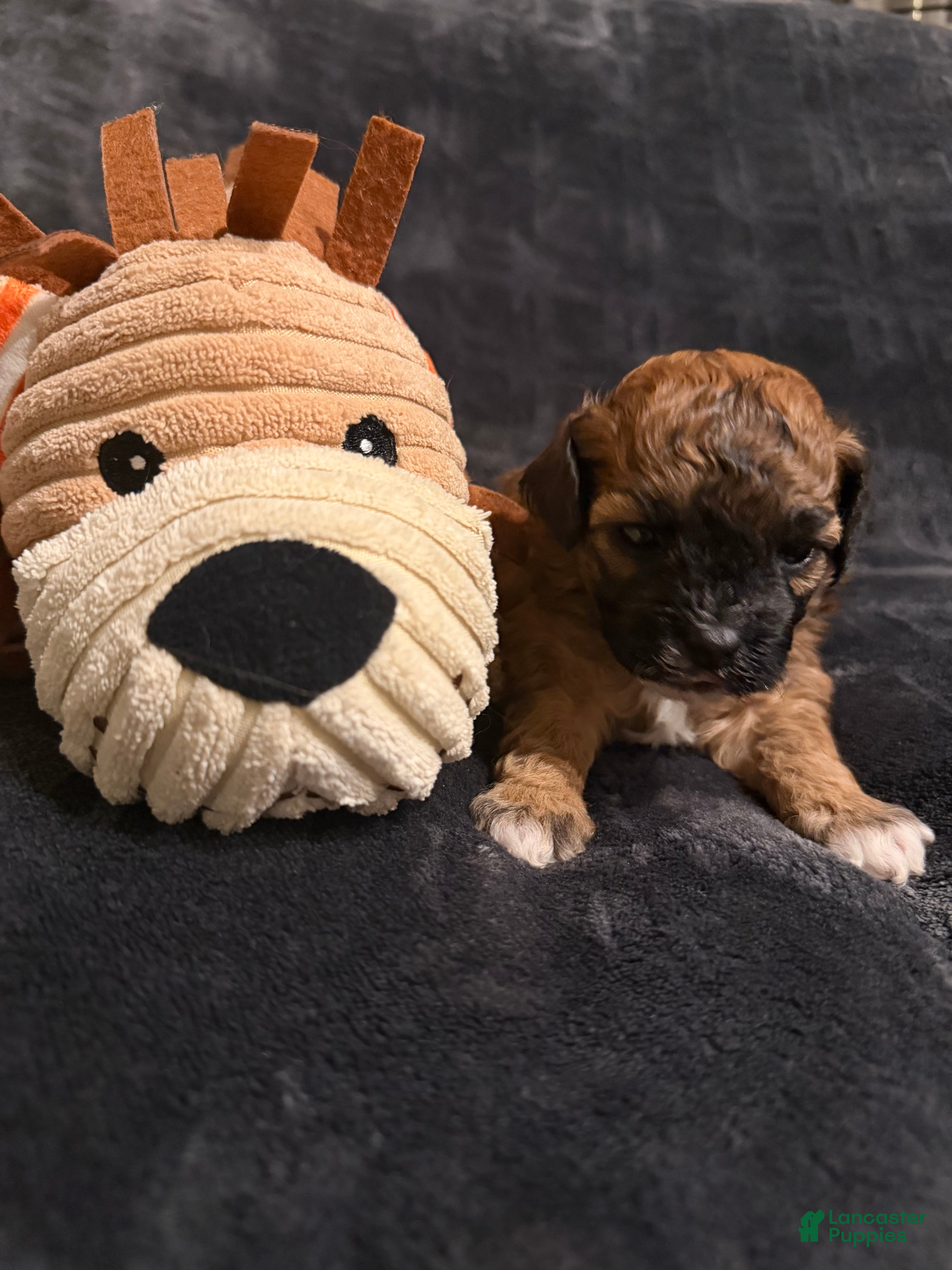 Mixed Breed dogs Cocoa - Ad 21