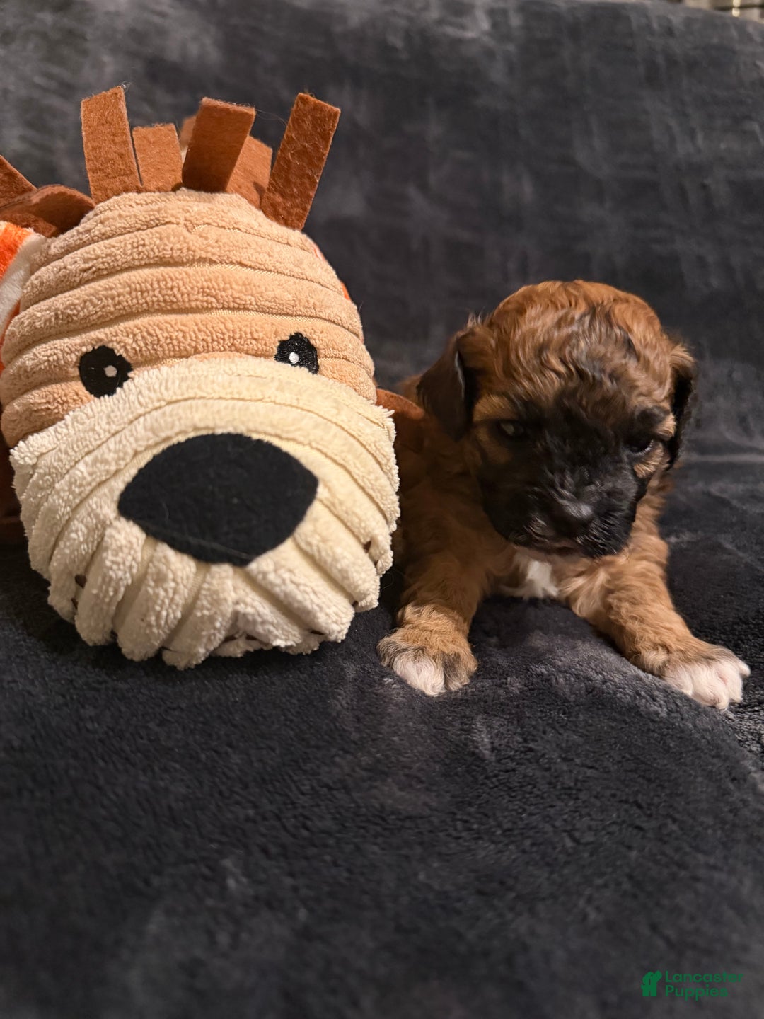 Mixed Breed dogs for sale: Cocoa - Ad 1