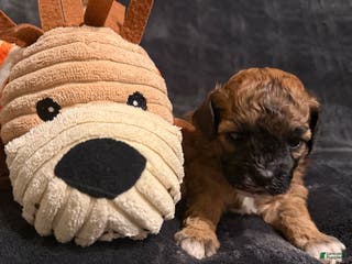 Mixed Breed dogs Cocoa - Ad 21