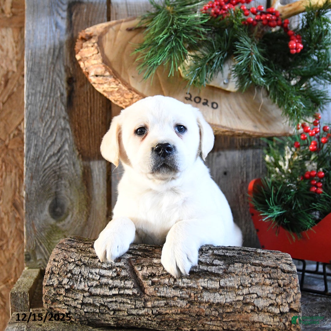 Labrador Retriever dogs for sale: Sneakers - Ad 2