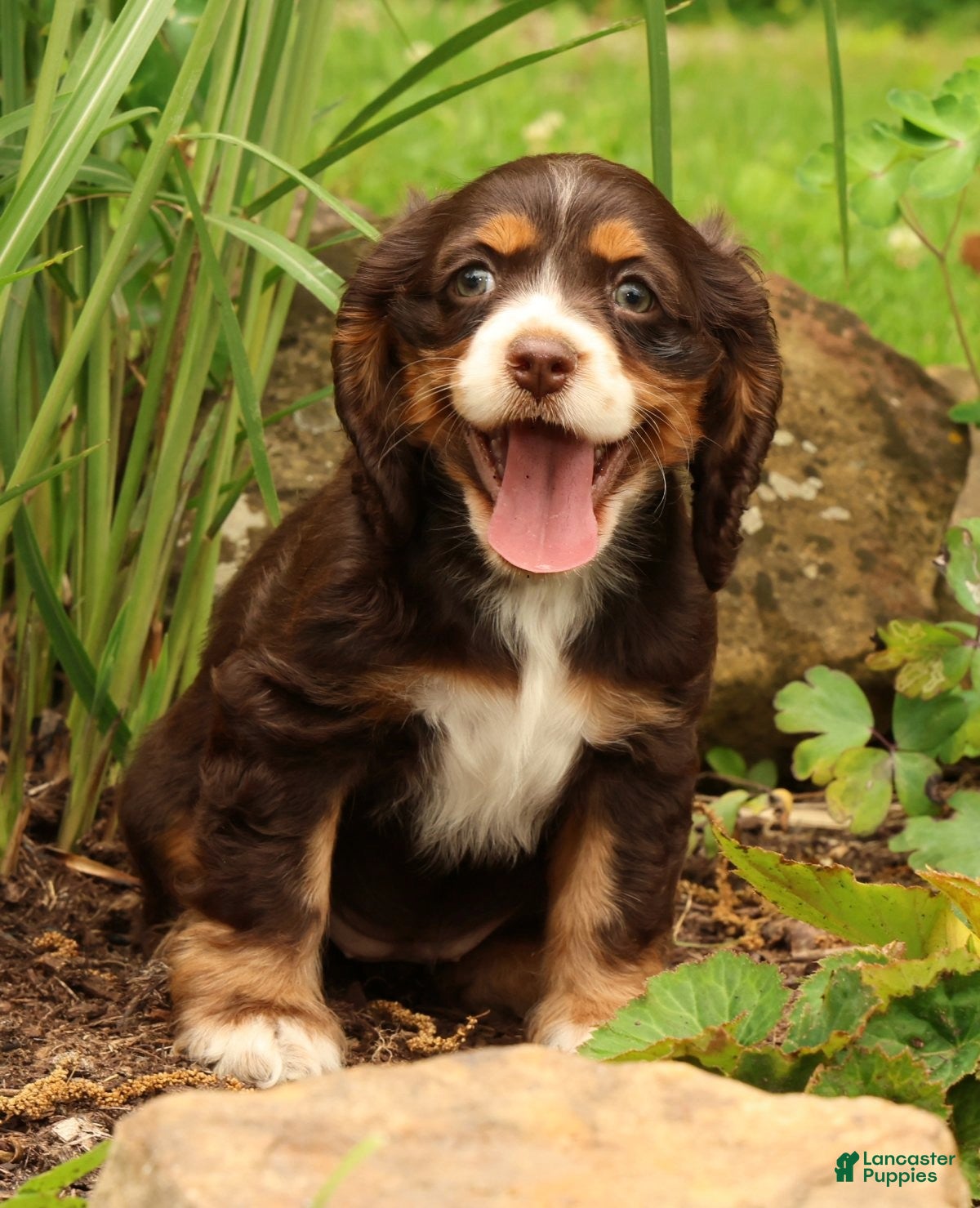 Cocker Spaniel dogs Bella - Ad 2