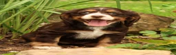 Cocker Spaniel dogs for sale: Bella - Ad 2