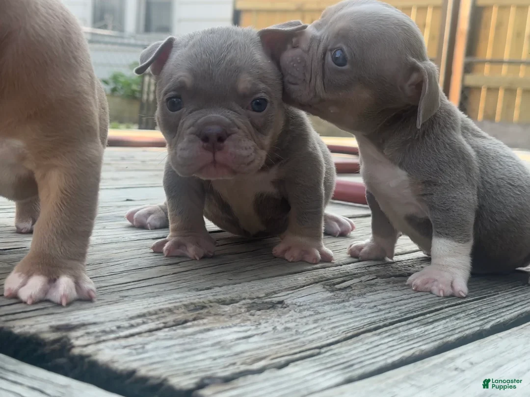 American Bully dogs for sale: Sapphire - Ad 1