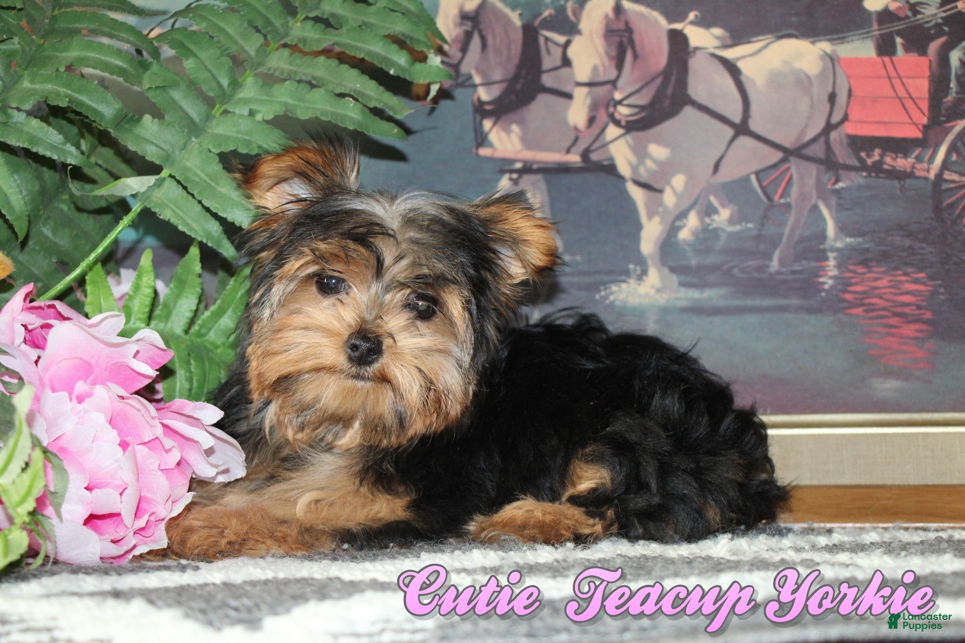 Yorkshire Terrier dogs Cutie - Ad 11