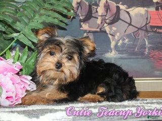 Yorkshire Terrier dogs Cutie - Ad 13