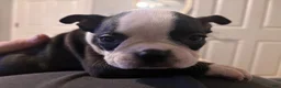 Boston Terrier dogs for sale: Boston Terrier 6 - Ad 4