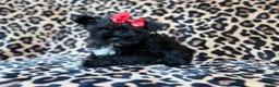 Miniature Schnauzer dogs for sale: Zelda - Ad 5