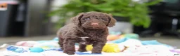 Goldendoodle dogs for sale: Bear - Ad 7