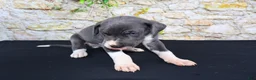 Great Dane dogs for sale: Slate - Ad 3