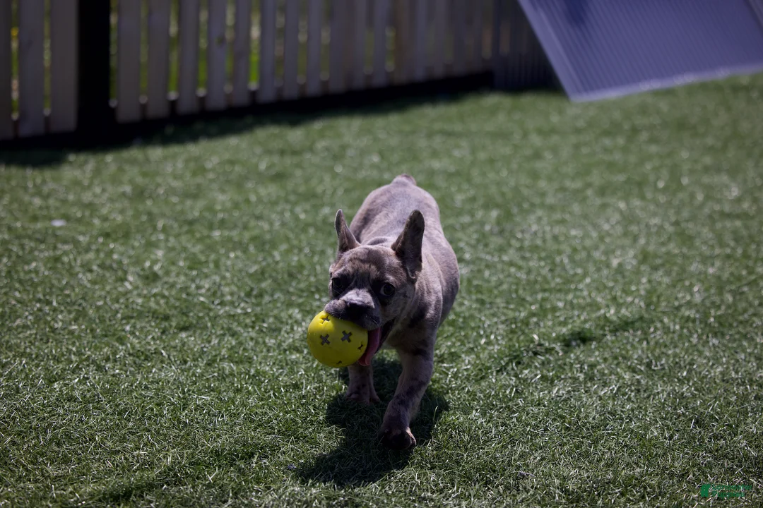 French Bulldog dogs for sale:  Ferrari  - Ad 1
