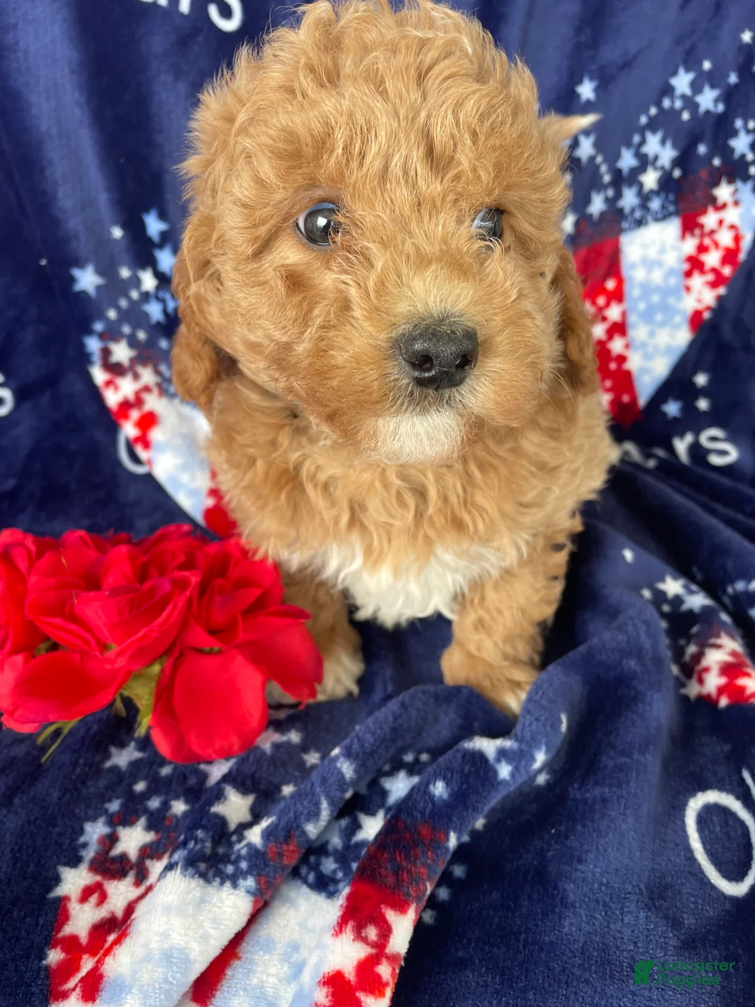 Mini Goldendoodle dogs for sale: Sparky - Ad 2