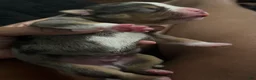 American Bully dogs for sale: American Bully 7 - Ad 4