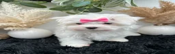 Maltese dogs for sale: AKC Pearl the Korean Maltese $3000 - Ad 3