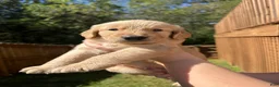 Golden Retriever dogs for sale: Golden Retriever Litter photos.  - Ad 4