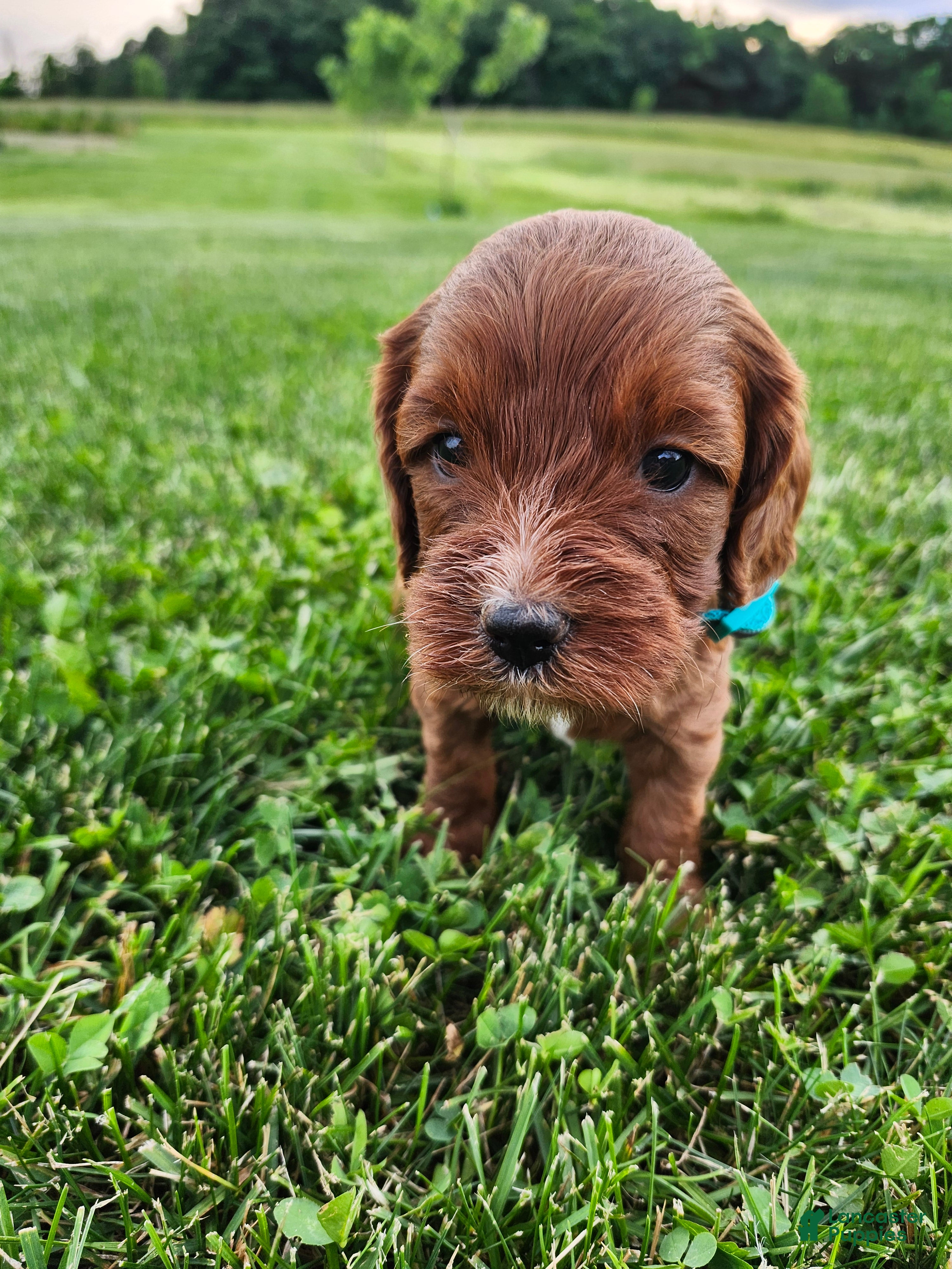 Cavapoo dogs Franklin  - Ad 1