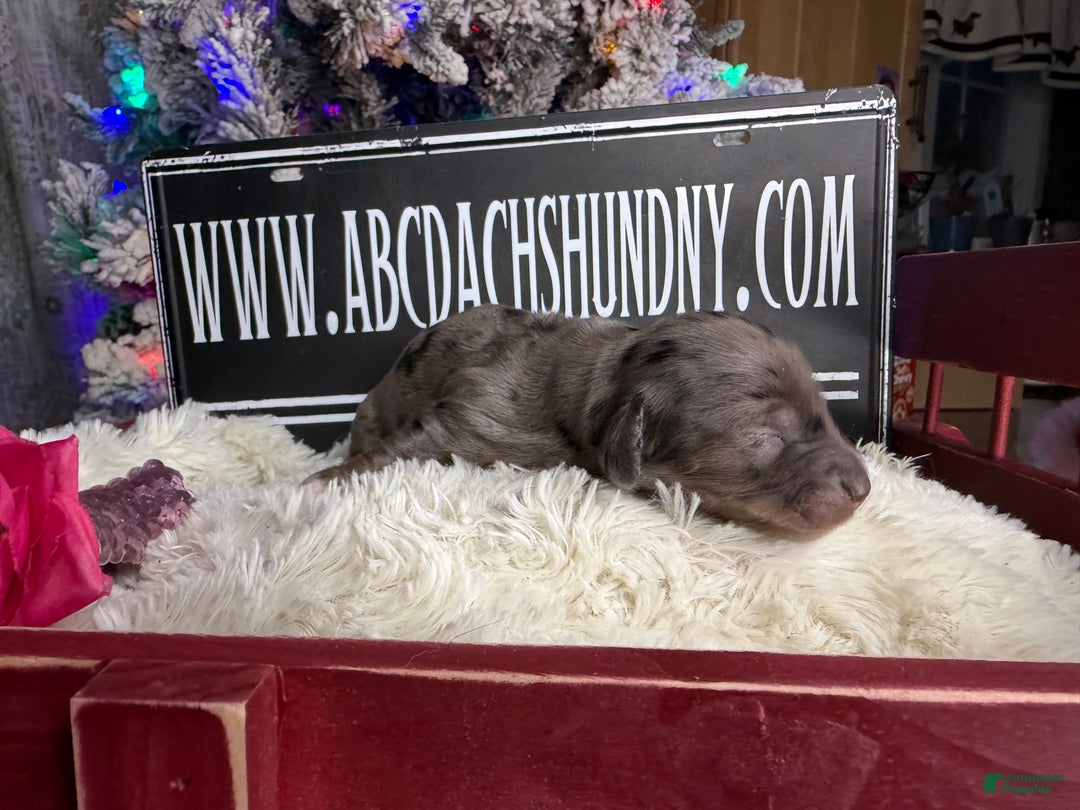 Miniature Dachshund dogs for sale: Dapple - Ad 2