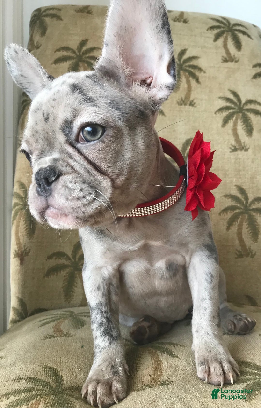 French Bulldog dogs for sale: Chloe  - Ad 3