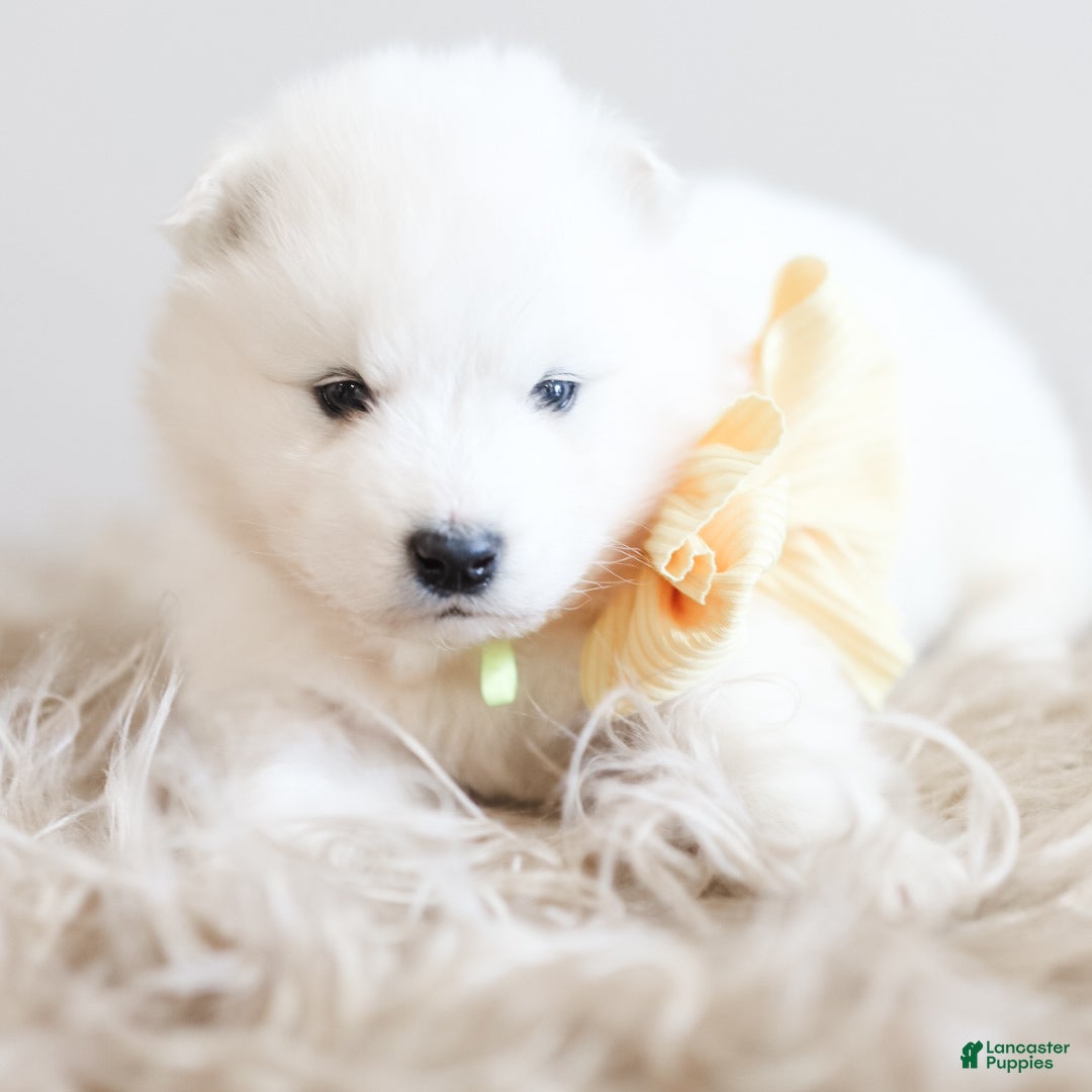Samoyed dogs Sprout  - Ad 5