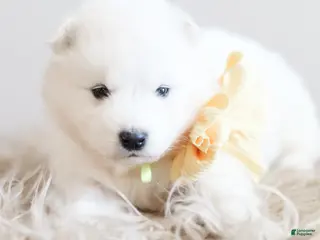 Samoyed dogs Sprout - Ad 5