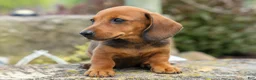 Miniature Dachshund dogs for sale: Snoopy💙 - Ad 5