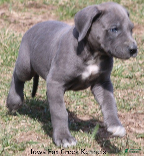 Great Dane dogs Heather - Ad 2