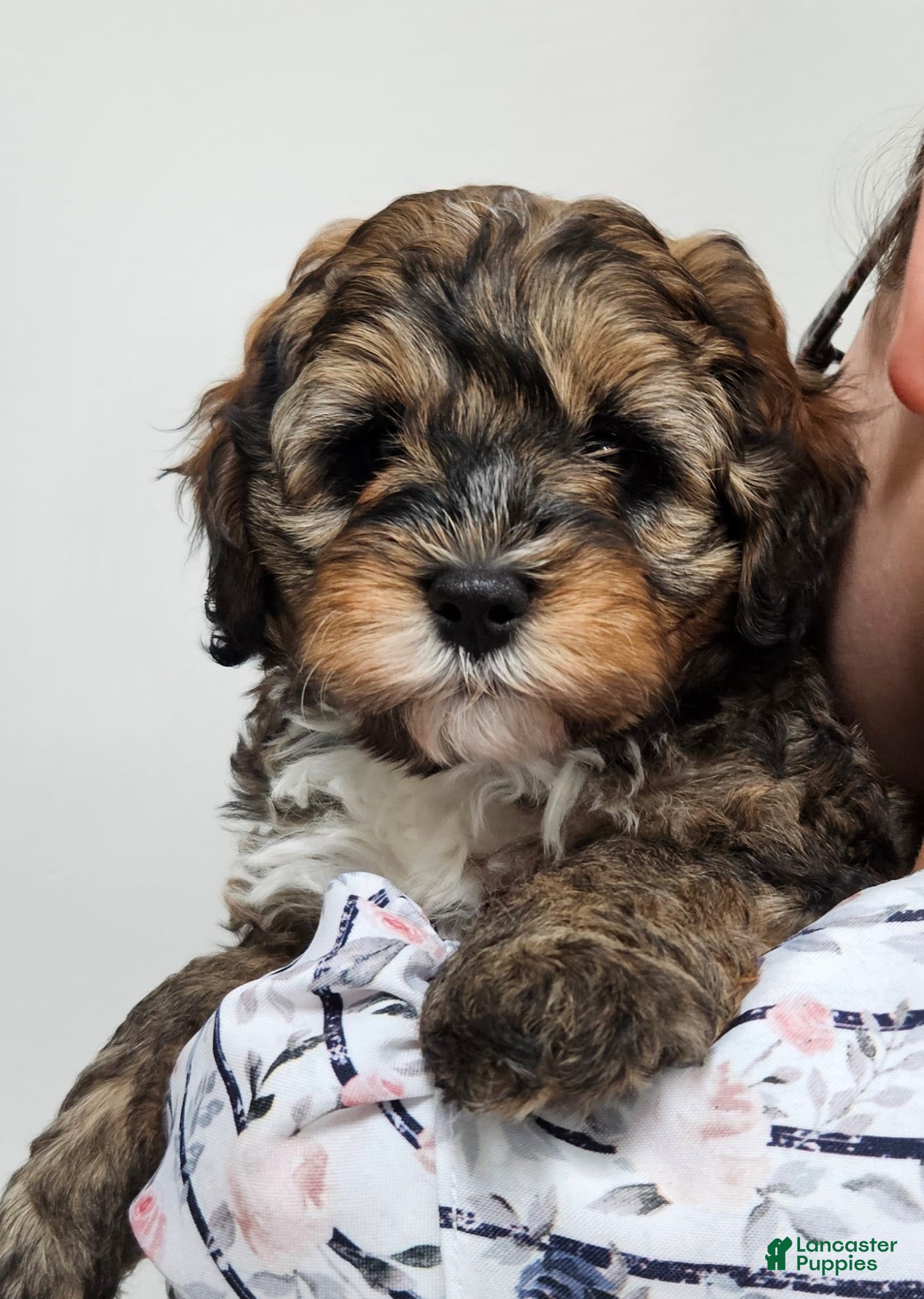 Mini Bernedoodle dogs Captain - Ad 1